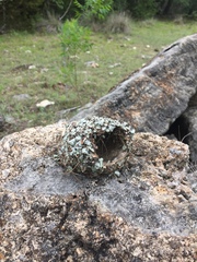 Caprimulgiformes