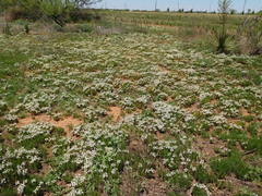 Teucrium laciniatum