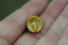 Pholiota subsulphurea