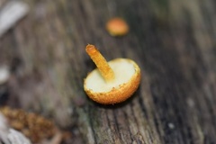 Pholiota subsulphurea