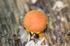 Pholiota subsulphurea