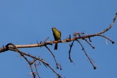 Leiothlypis celata orestera