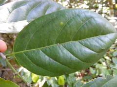 Lacistema aggregatum