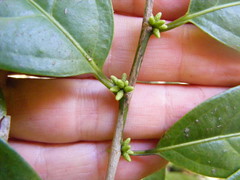 Lacistema aggregatum