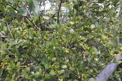 Palicourea boqueronensis