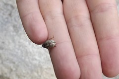 Calligrapha multipunctata