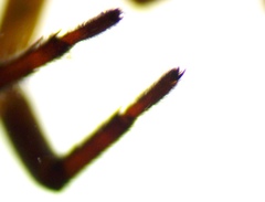 Varacosa