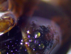Varacosa