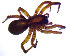 Varacosa
