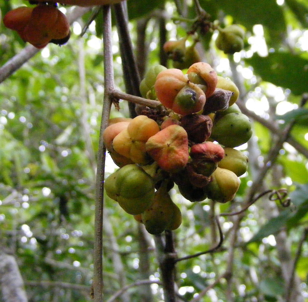 Paullinia jamaicensis