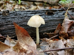 Pluteus deceptivus