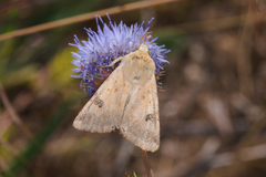 Heliothis peltigera