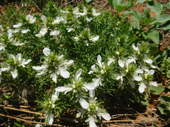 Teucrium laciniatum