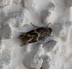 Oinophila v-flava