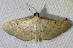 Herpetogramma fluctuosalis