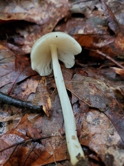 Pluteus deceptivus