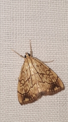 Evergestis pallidata