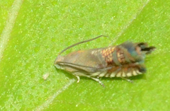 Grapholita angleseana