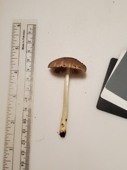 Pluteus deceptivus