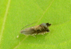 Grapholita angleseana