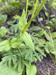 Arnica amplexicaulis
