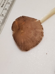 Pluteus deceptivus