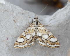 Elophila ekthlipsis