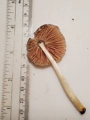 Pluteus deceptivus