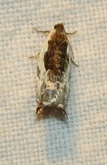 Ancylis nubeculana