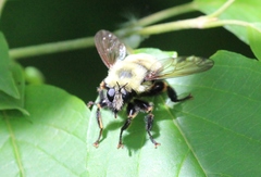 Laphria thoracica