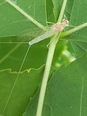 Maccaffertium terminatum terminatum