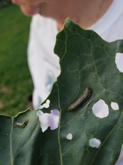 Evergestis rimosalis