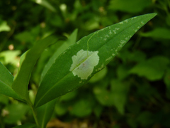 Calycomyza promissa