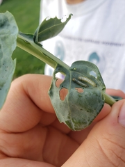 Evergestis rimosalis