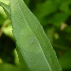 Calycomyza promissa