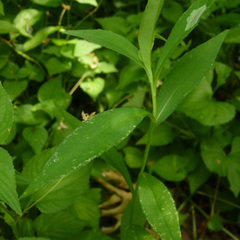 Calycomyza promissa