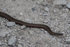 Thamnophis brachystoma