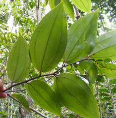 Sarcomphalus chloroxylon