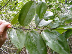 Sarcomphalus chloroxylon