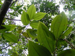 Sarcomphalus chloroxylon