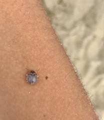 Paropsisterna m-fuscum