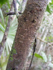 Sarcomphalus chloroxylon