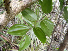 Sarcomphalus chloroxylon