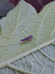 Macugonalia cavifrons