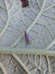 Macugonalia cavifrons