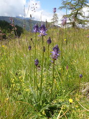 Phyteuma betonicifolium