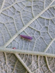 Macugonalia cavifrons