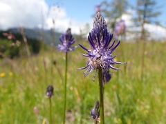Phyteuma betonicifolium