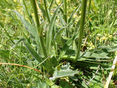 Phyteuma betonicifolium