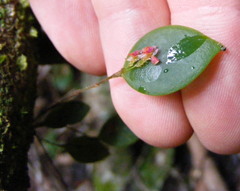 Lepanthes wullschlaegelii